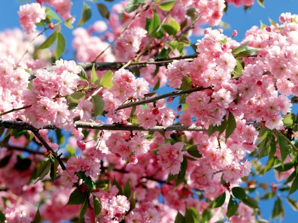 вдохновляющие картинки, сакура, sakura, япония, цветущая сакура, природа, весна